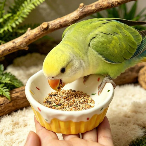 Plato de Alimentación con Diseño de Magdalena para Aves, Cobayas y Pequeños Roedores Domésticos